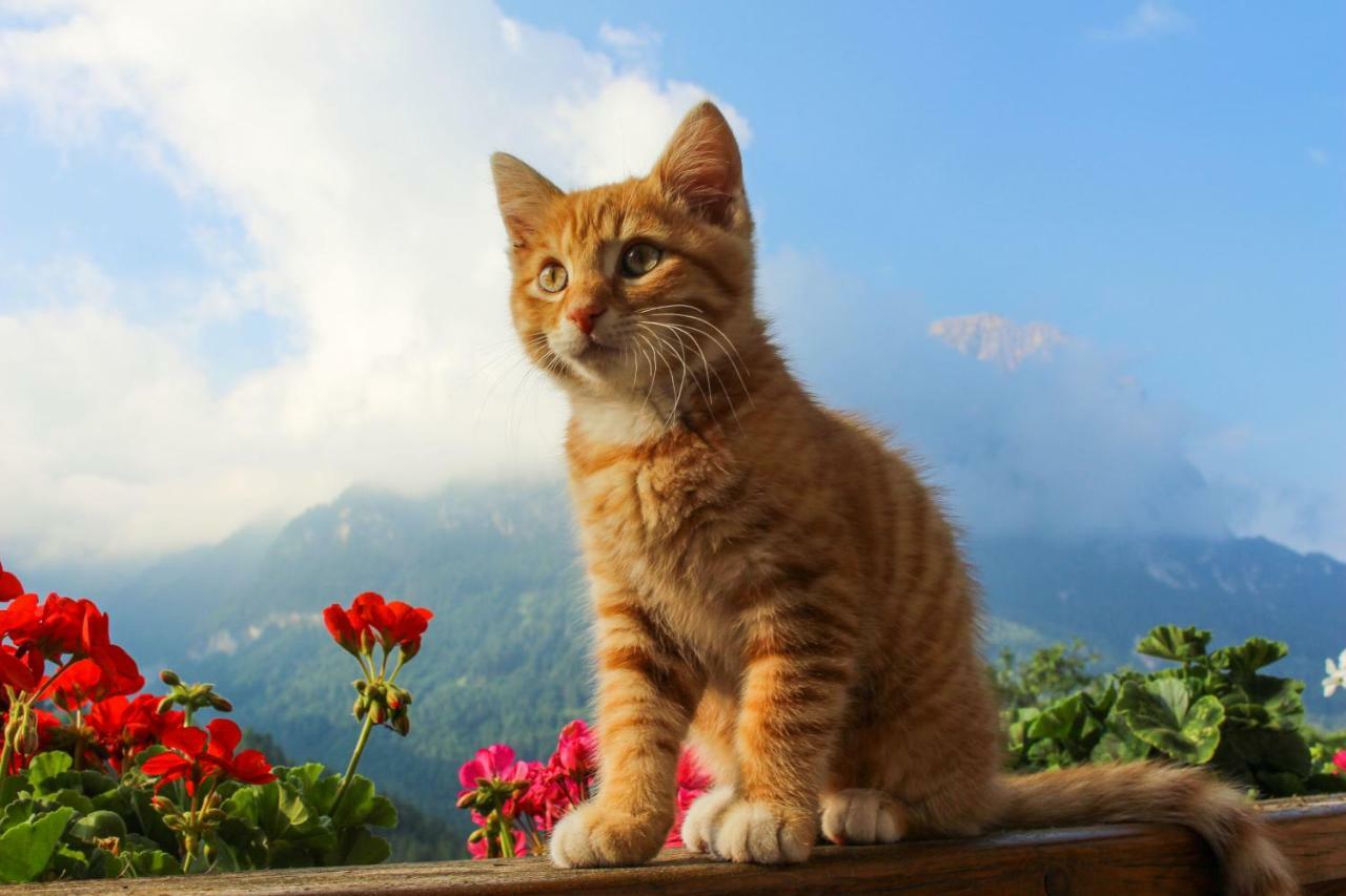 Putzerhof Villa Siusi Dış mekan fotoğraf